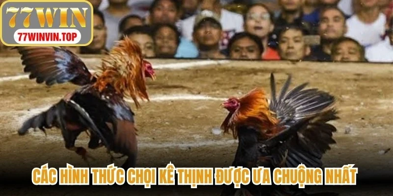 Các hình thức chọi kê thịnh được ưa chuộng nhất tại Đá gà 77WIN