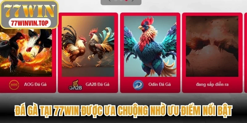 Đá gà tại 77WIN được ưa chuộng nhờ những ưu điểm nổi bật
